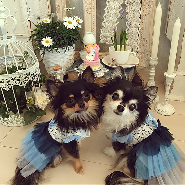 cocoluluさんの実例写真