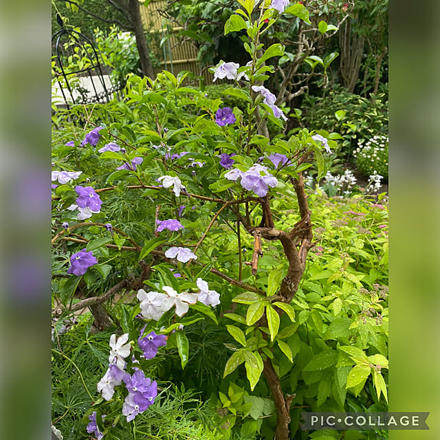 mamizaさんの部屋