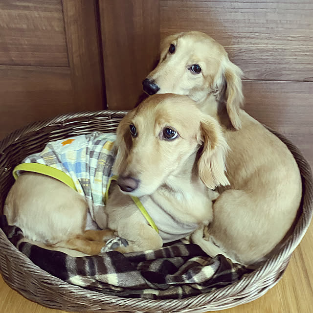 ponponcooさんの実例写真
