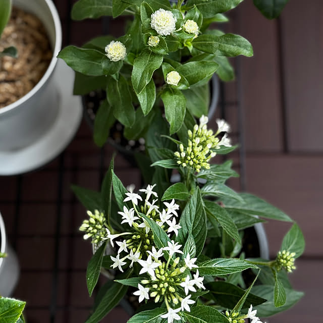 chulashihoさんの部屋