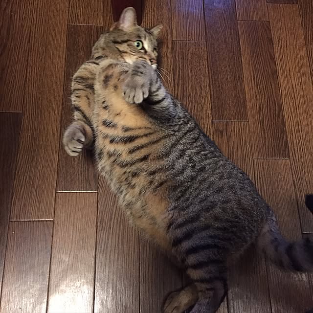 shinさんの実例写真