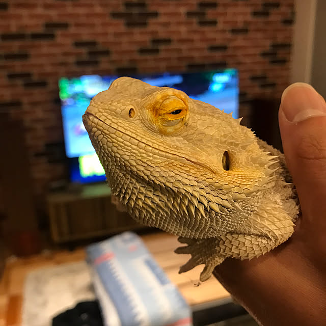 japitonさんの実例写真