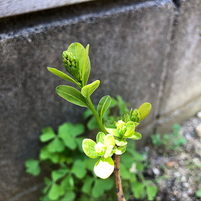 pu_chinさんの実例写真
