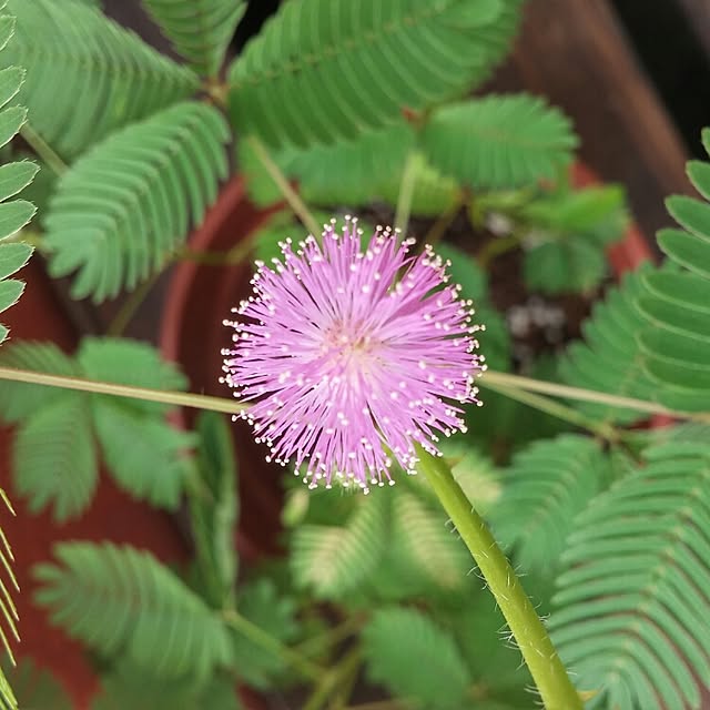 リビング/オジギソウ/お辞儀草/盆栽/mimosa pudicaのインテリア実例 - 2015-09-29 01:50:43