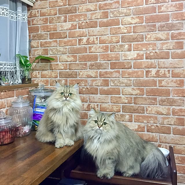 butachanさんの実例写真