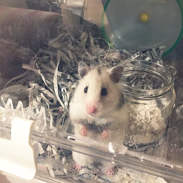 suzyさんの実例写真