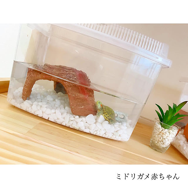 chaluさんの実例写真