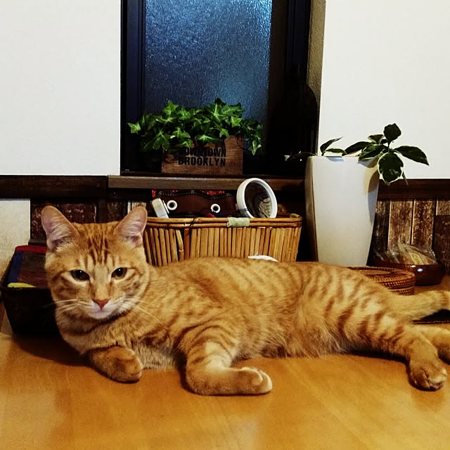 kichiさんの実例写真