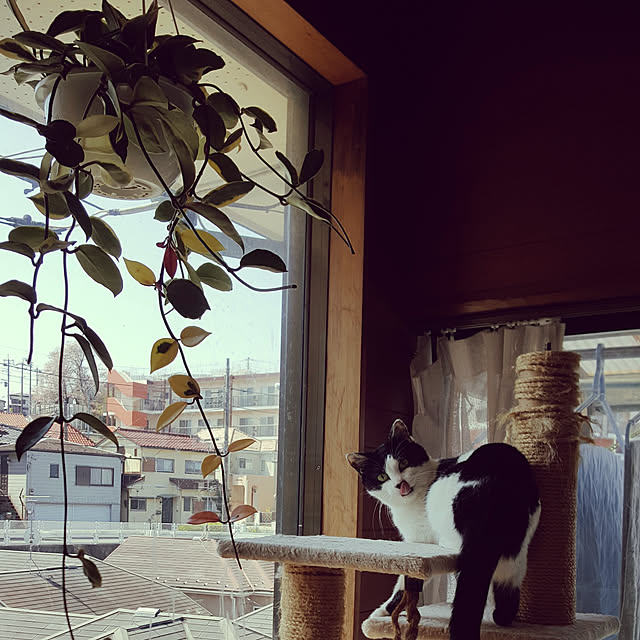 rinakoさんの実例写真