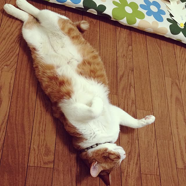 pikkariさんの実例写真