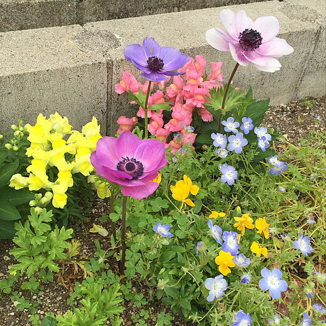 kirinchanさんの実例写真