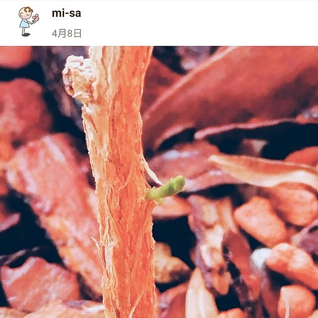 mi-saさんの部屋