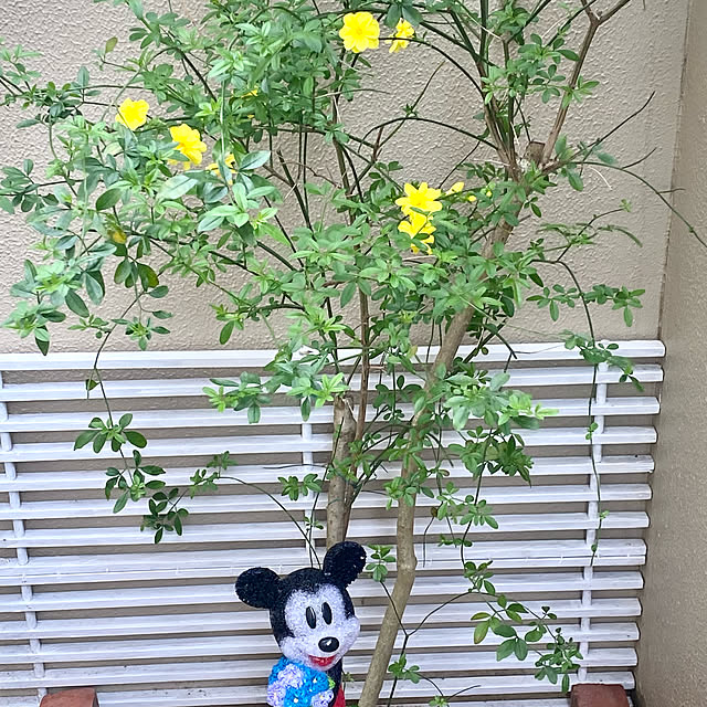 YuuKoさんの実例写真