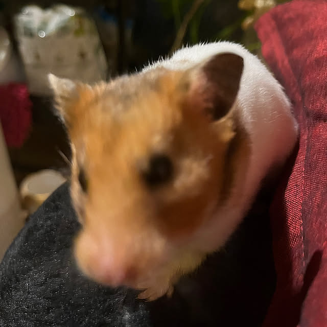 khaiさんの部屋