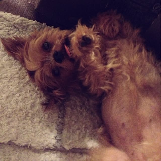 Sarahboneさんの実例写真