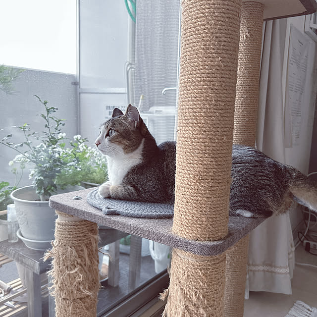 nekomiさんの実例写真