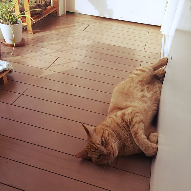 kou-kitiさんの実例写真
