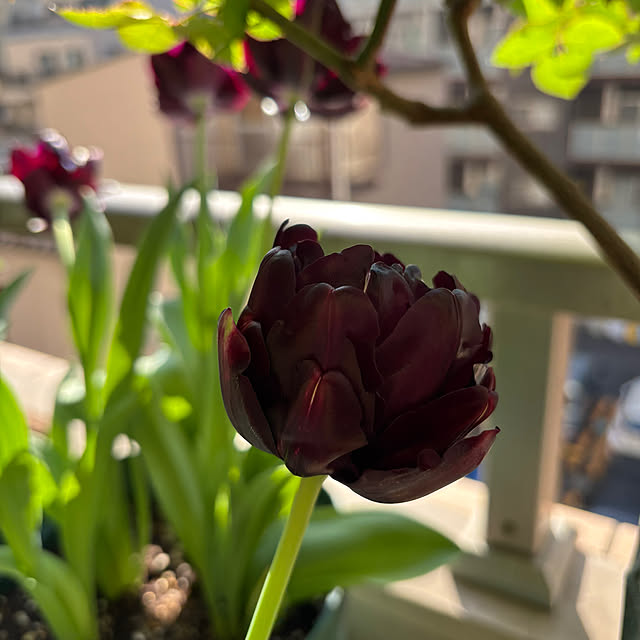 satsuki1605さんの実例写真