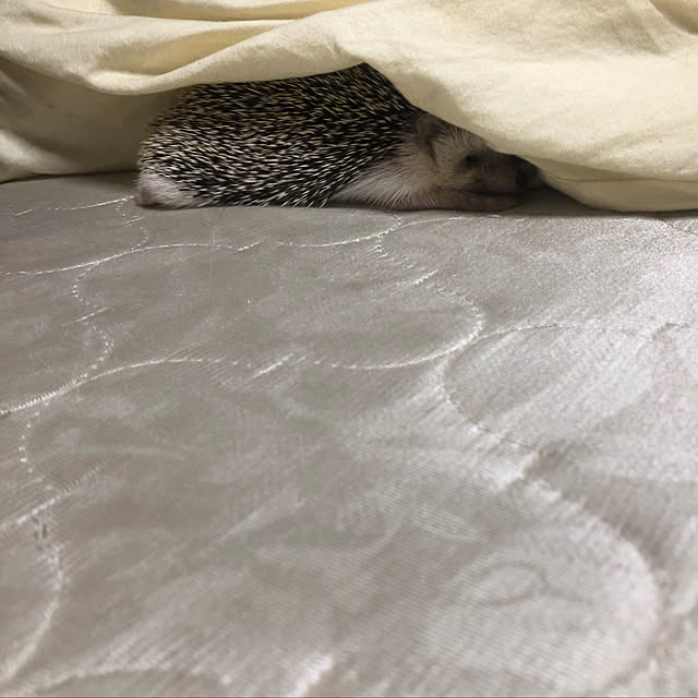 miiさんの実例写真