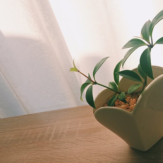cocoaさんの実例写真
