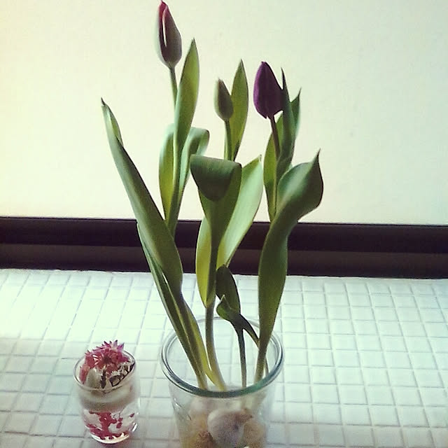 yoshikoさんの実例写真