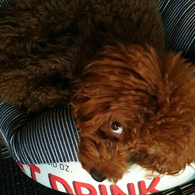junkokoさんの実例写真