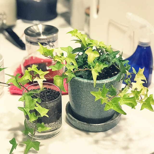 キッチン/観葉植物/へデラ/グリーンのある暮らし/ダイソーのインテリア実例 - 2017-10-29 22:31:43