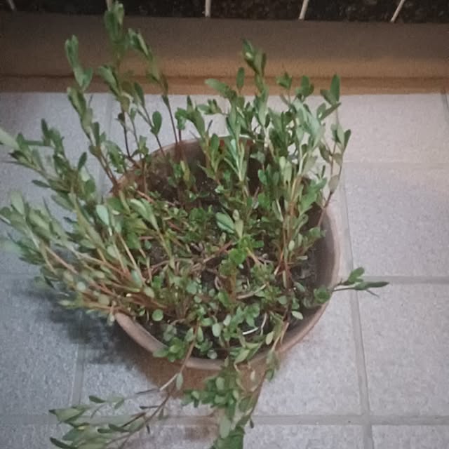 tuushiさんの実例写真