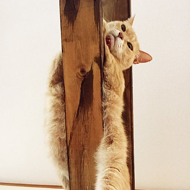 mikan161さんの実例写真