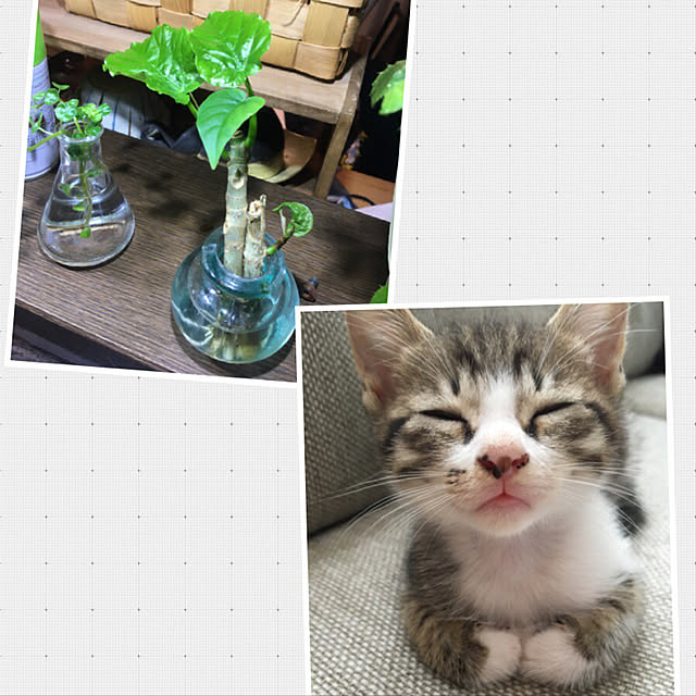 poncocoberryさんの実例写真