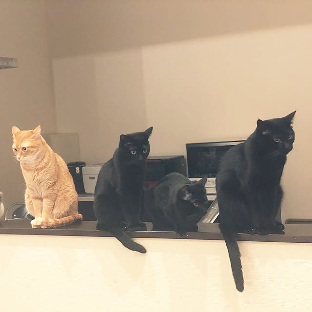 simamuさんの実例写真