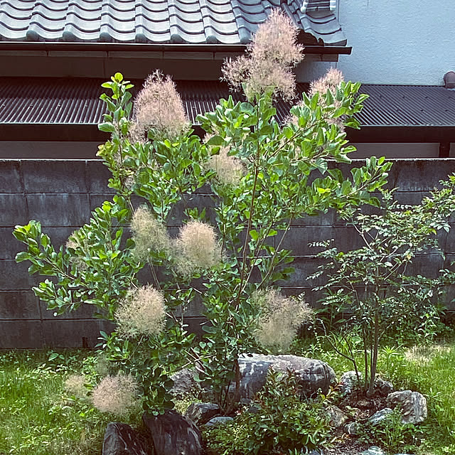 uninekoさんの実例写真