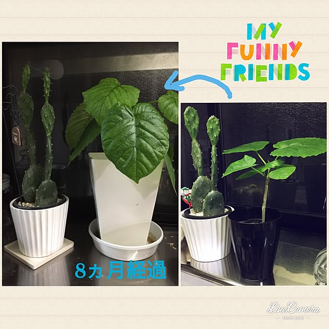 CoffeeHouseさんの実例写真