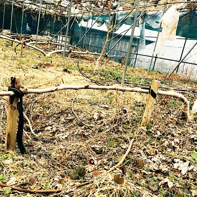 kimurasan_1026さんの実例写真