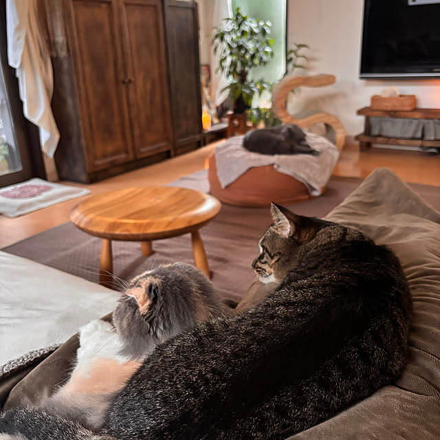 greycatsさんの部屋