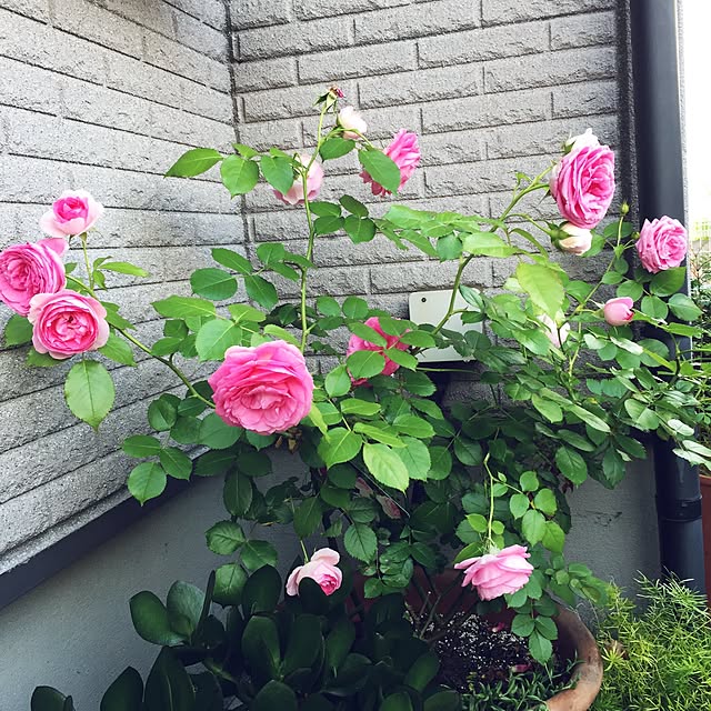 hanaさんの実例写真