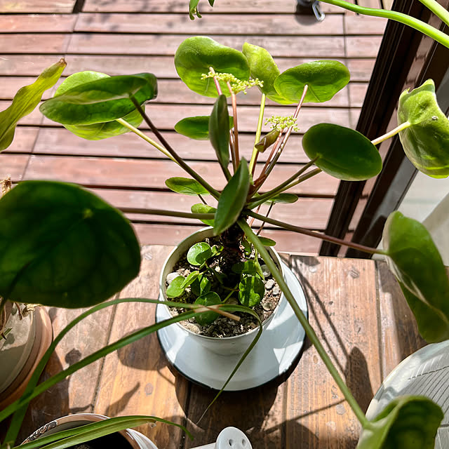 cotaさんの部屋