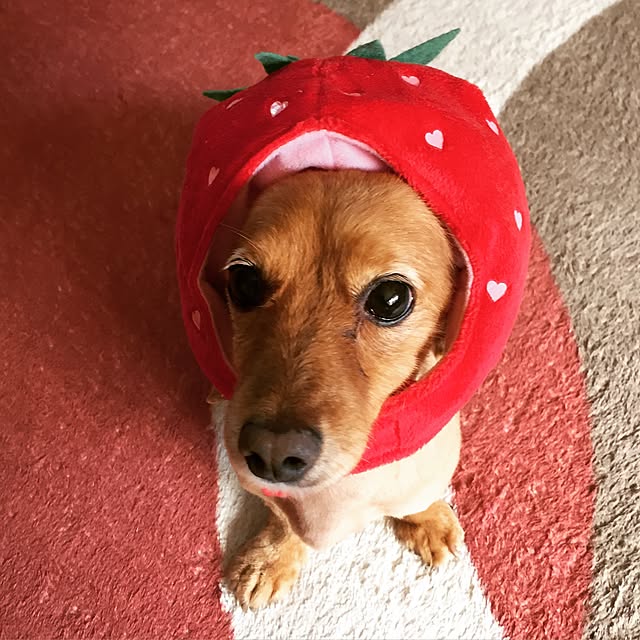 sakuさんの実例写真