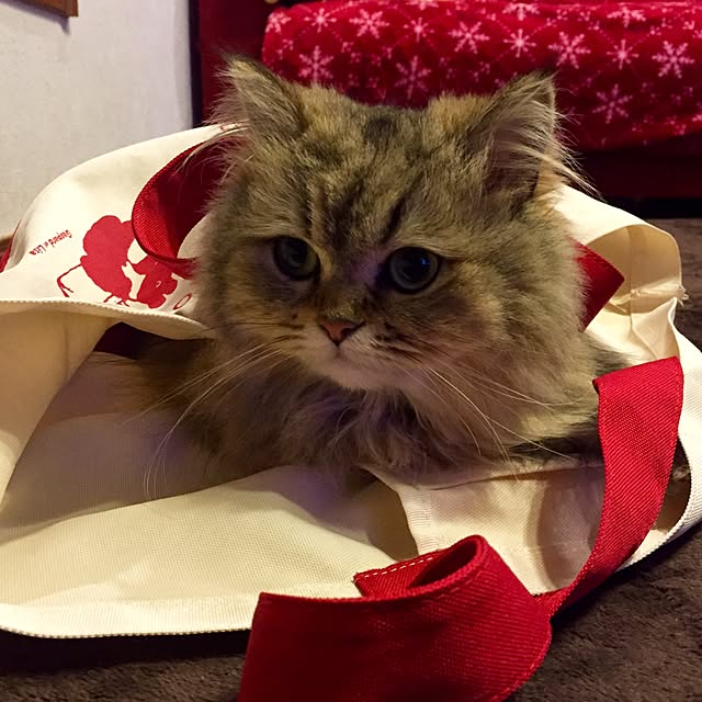 butachanさんの実例写真