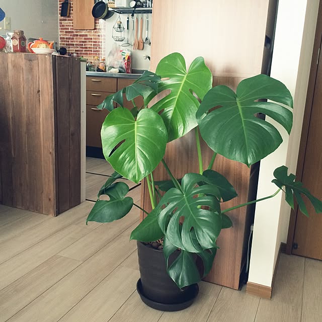 mocathyさんの実例写真