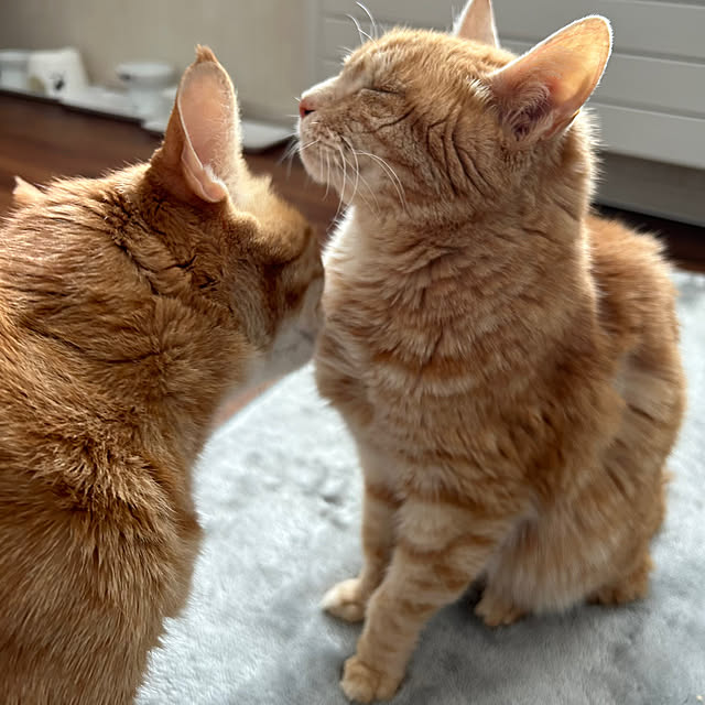 mikeume7さんの実例写真