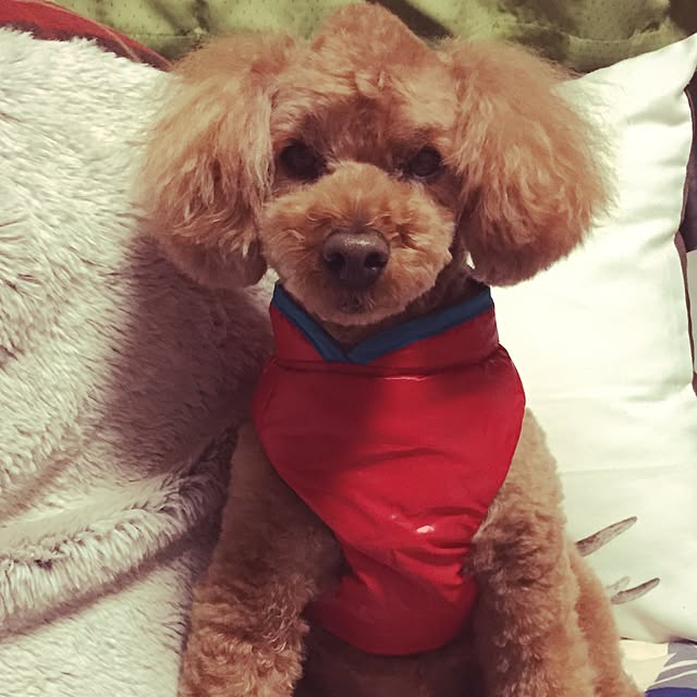 masashinobonさんの実例写真