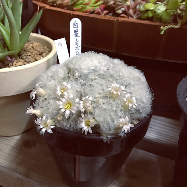 sayさんの実例写真