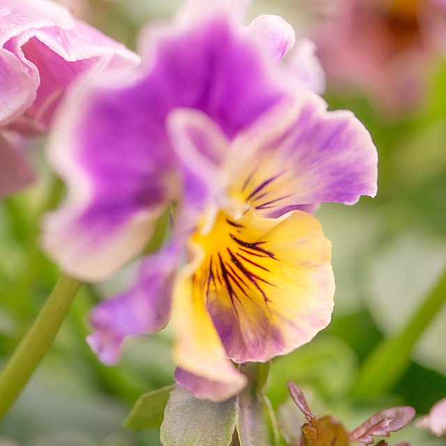 pomeさんの実例写真