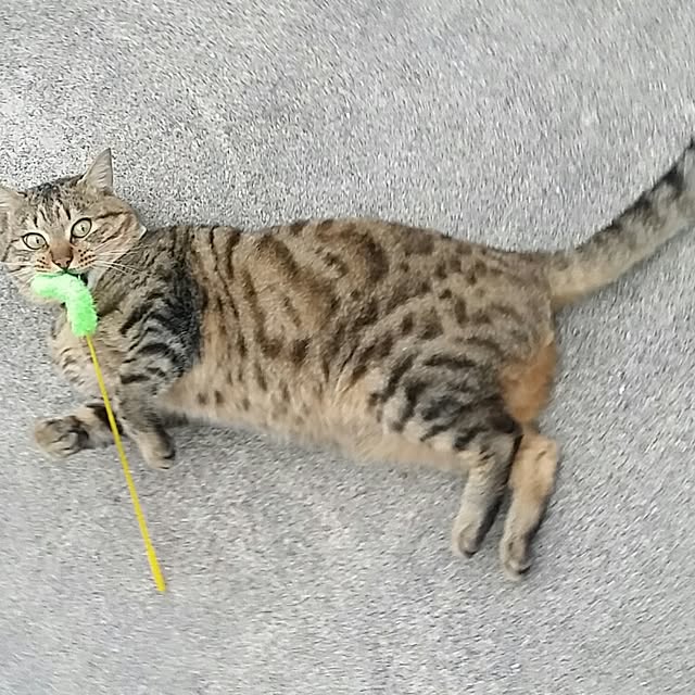 lemoned1126さんの実例写真