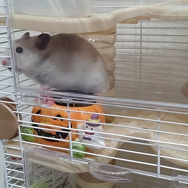 yasuさんの実例写真