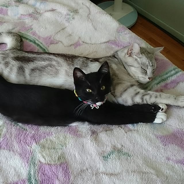simaumaさんの実例写真