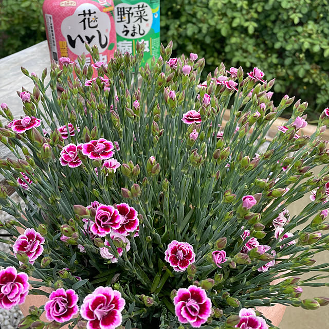 ronronさんの部屋