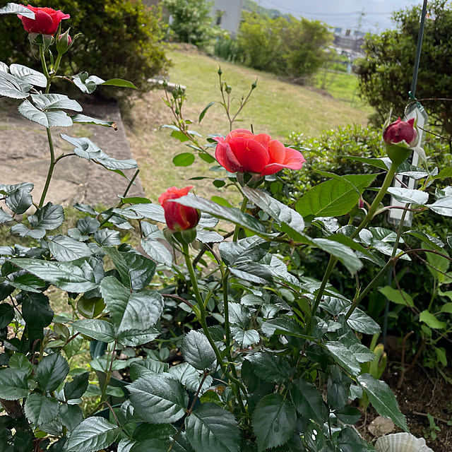 natsumiさんの実例写真