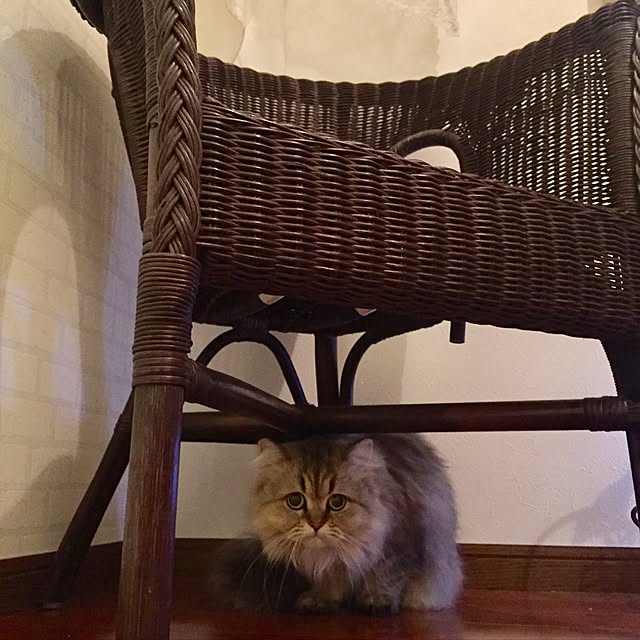 butachanさんの実例写真